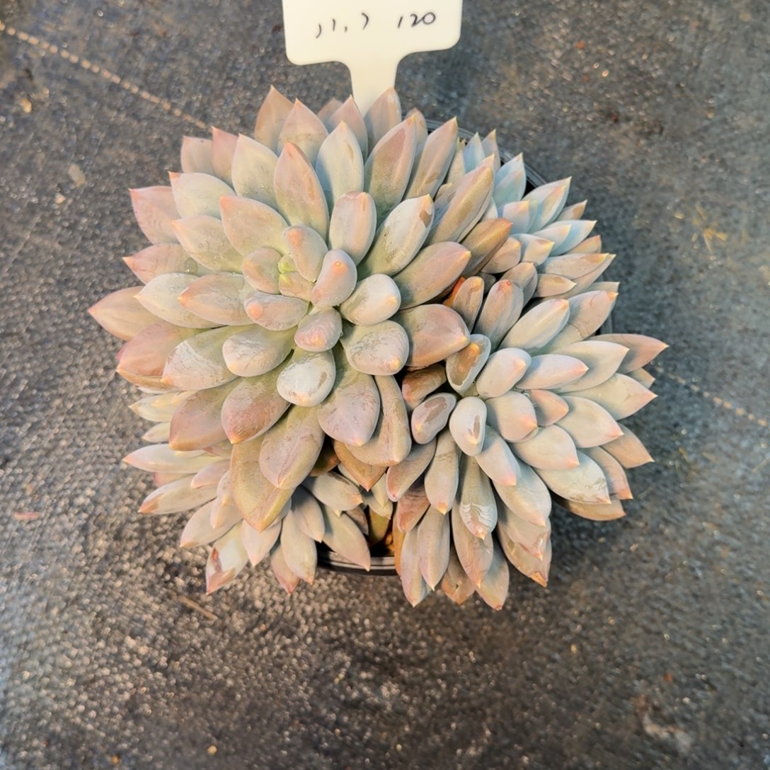 一物一拍黄胖哥特大群120