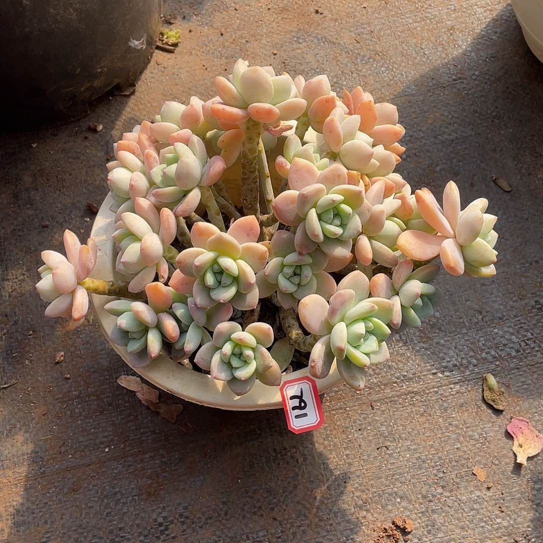 791露凝香 一物一拍多肉