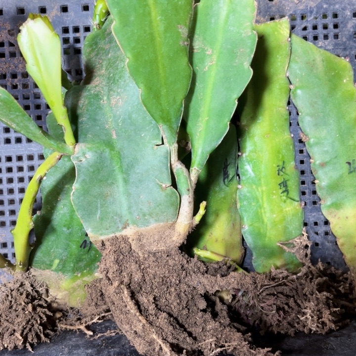 当前无花栽培后可以开花果*991