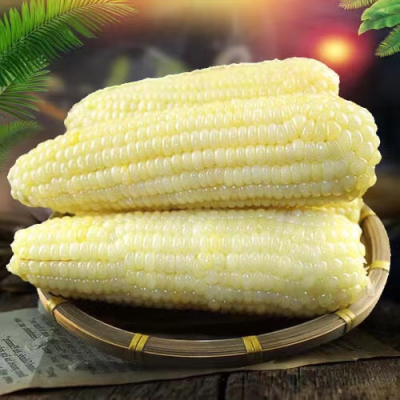 密云本地露天农科糯336玉米3根【2.5斤左右】北京市