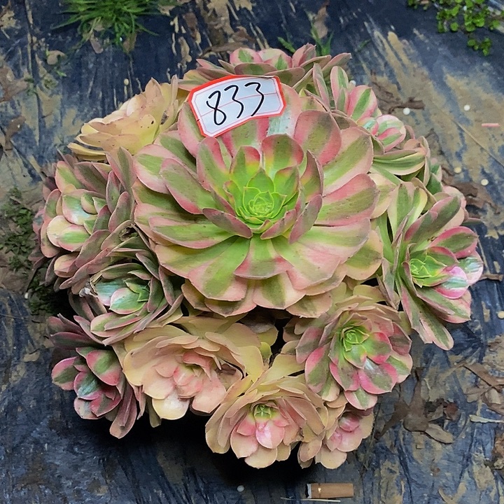 雨荷老桩捧花833号