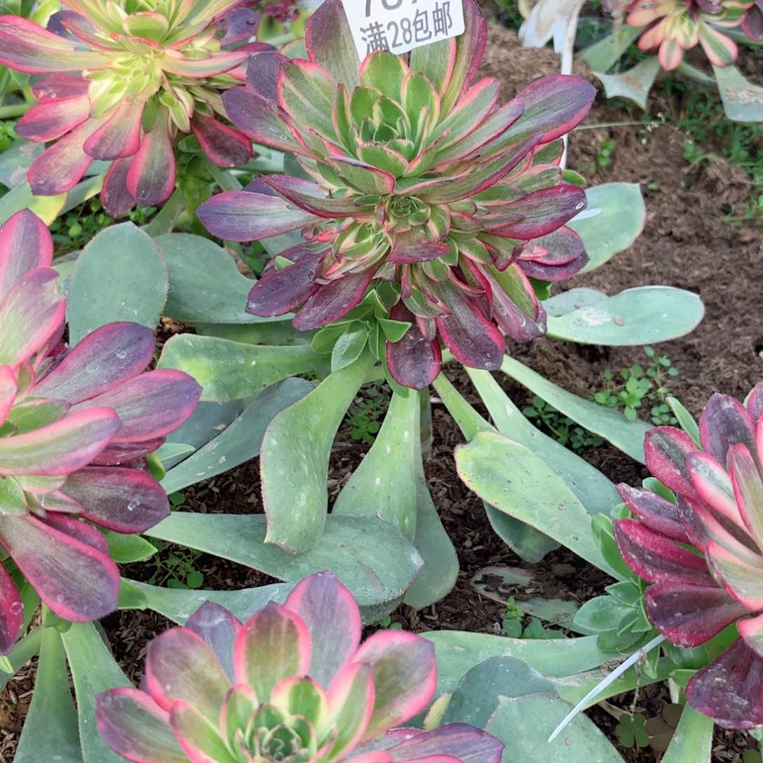 B.    7890黑魔锦多肉