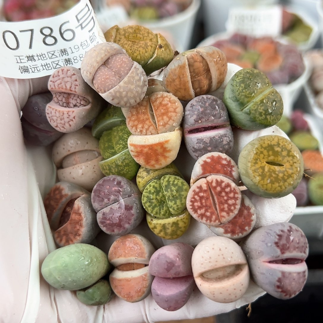 好养易活生石花大母本0786共20颗