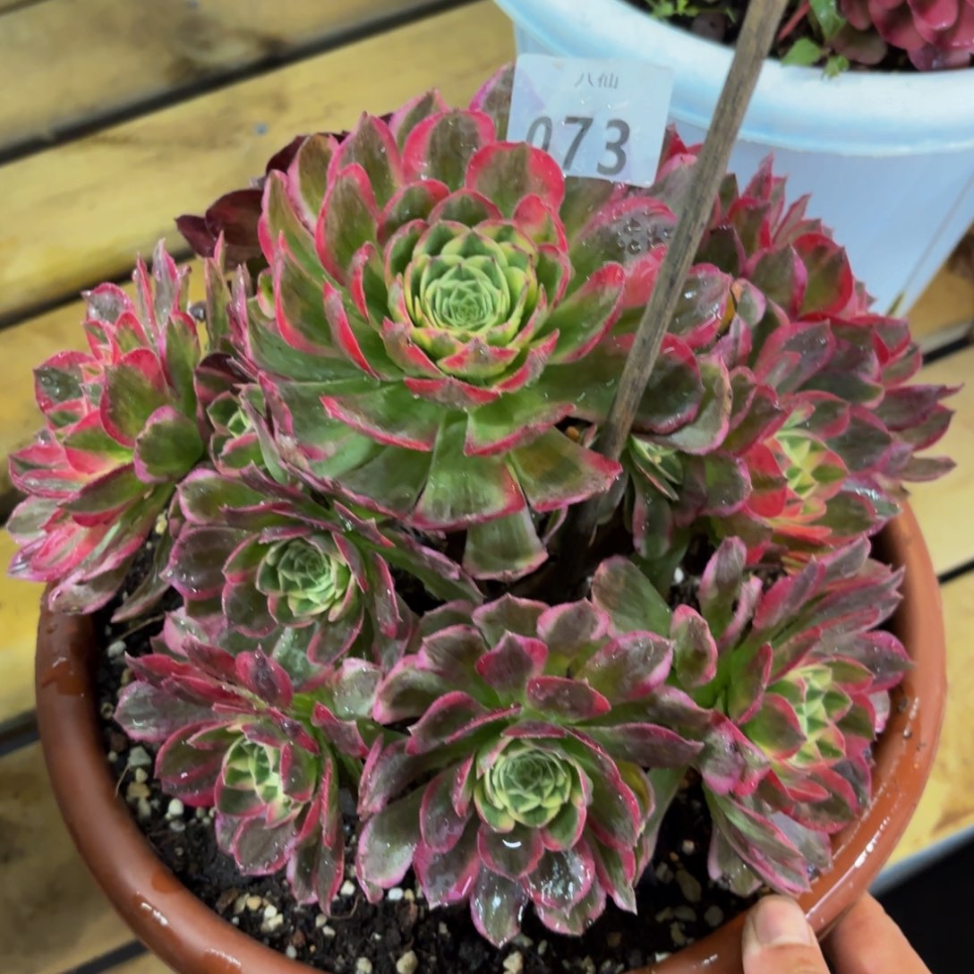 073多肉植物海王