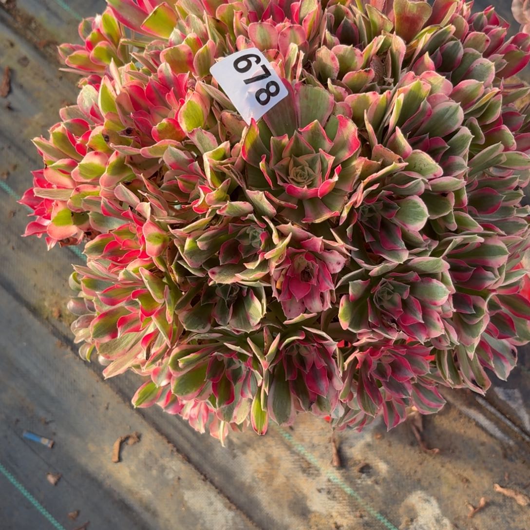 678巨大花样年华多肉植物