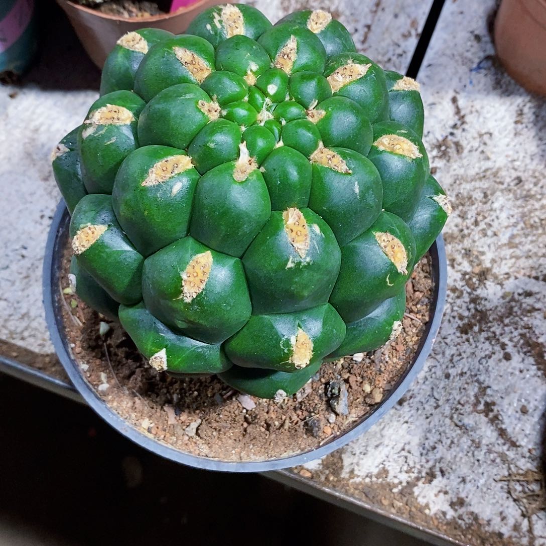 新天地11111111111111个