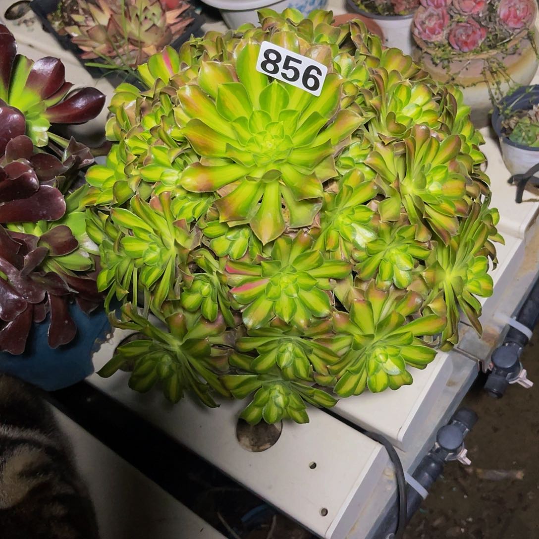 法师法师7-25包邮法师