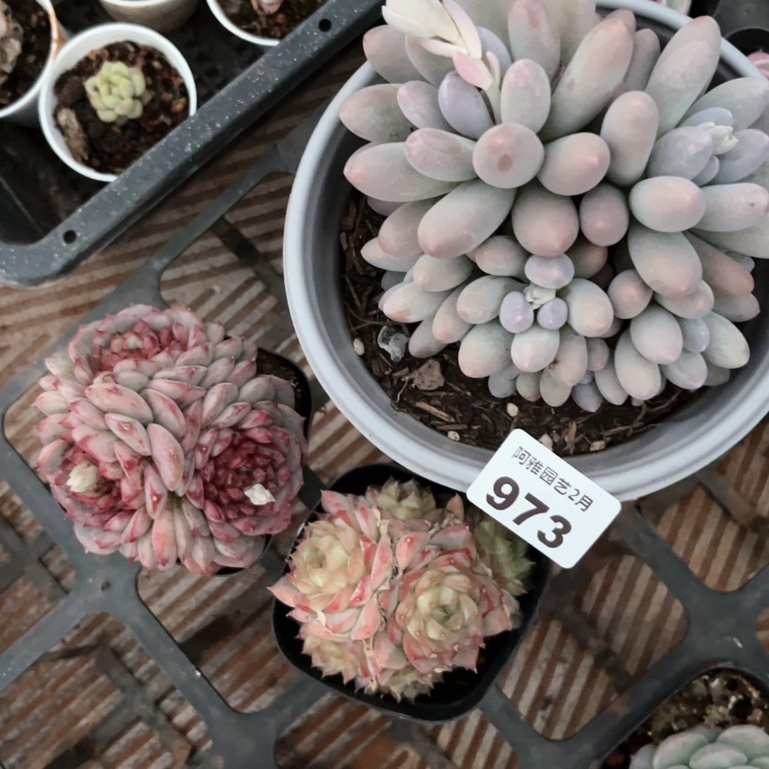 阿雅园艺。      973