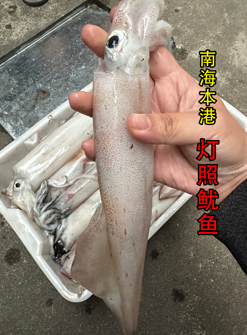 【灯照鱿鱼】南海鱿鱼 肉厚鲜甜 脆口弹牙 3斤装 1500g
