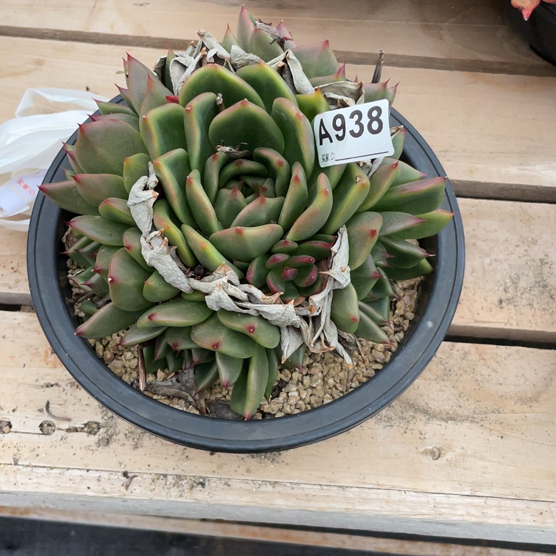 若如东云框拍A938