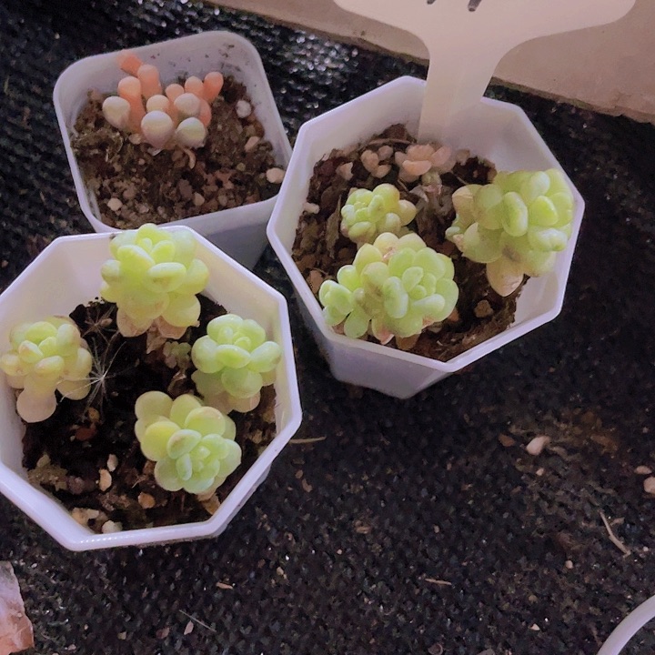 精品阳光玫瑰带盆土发79