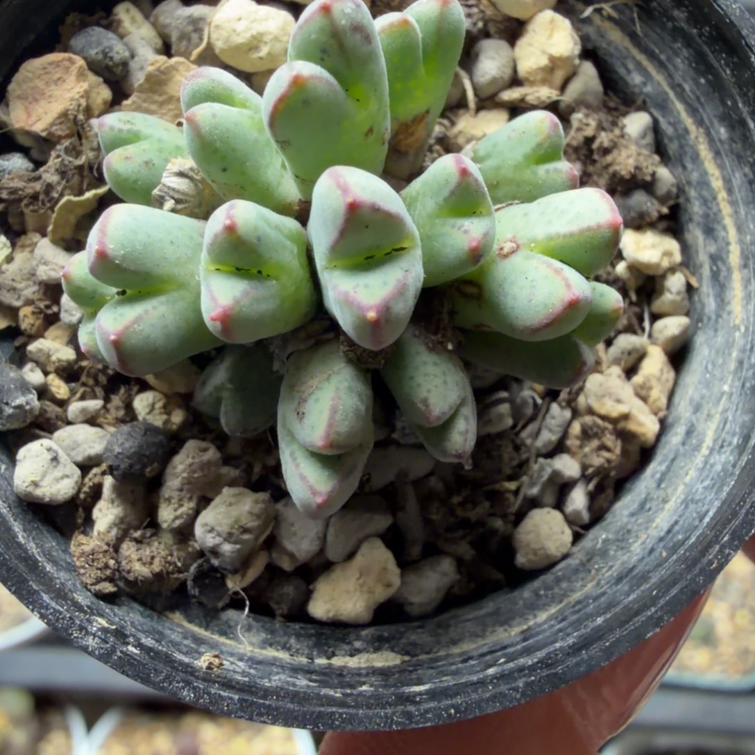 15头985猪蹄一群福利510号