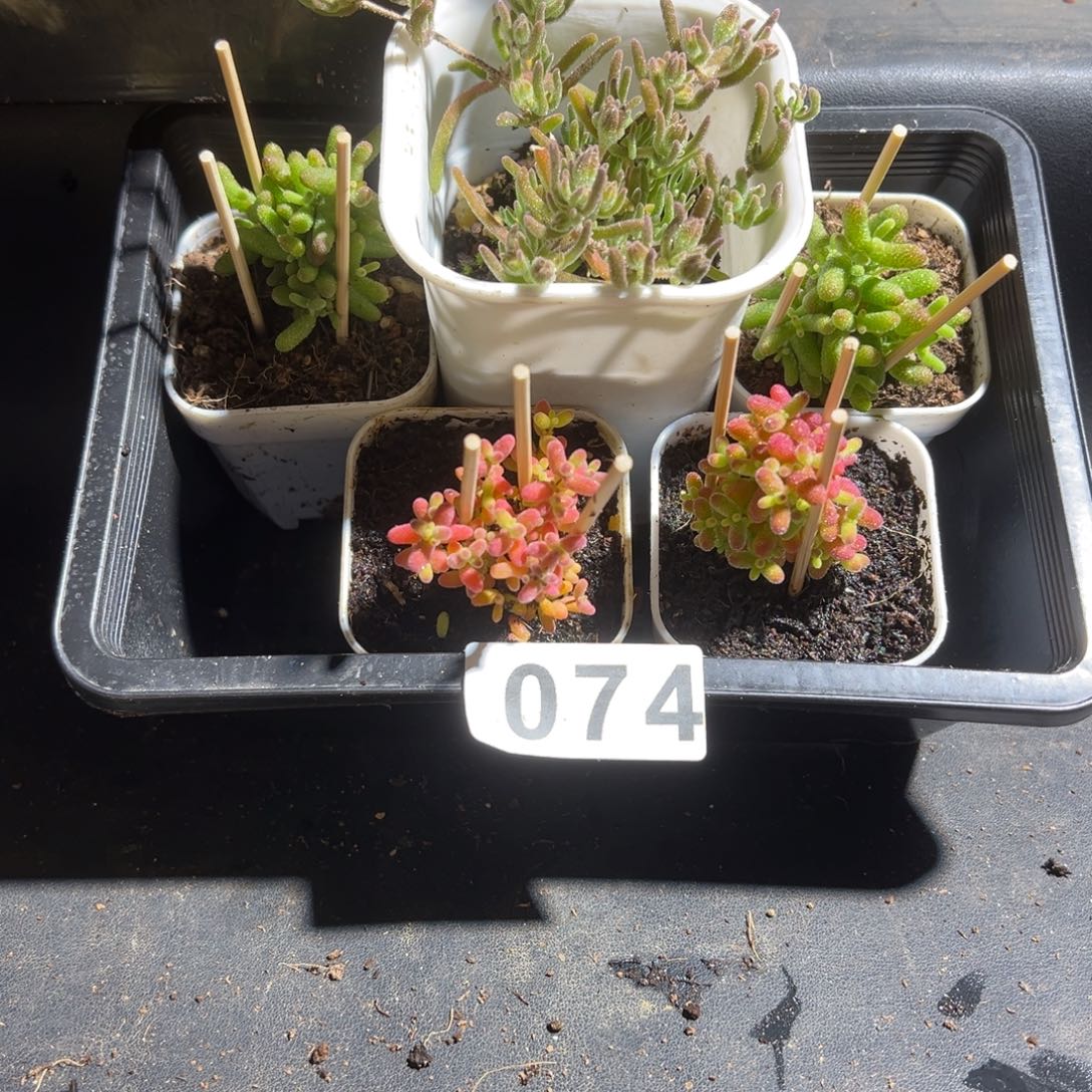 枝干番杏多肉植物074