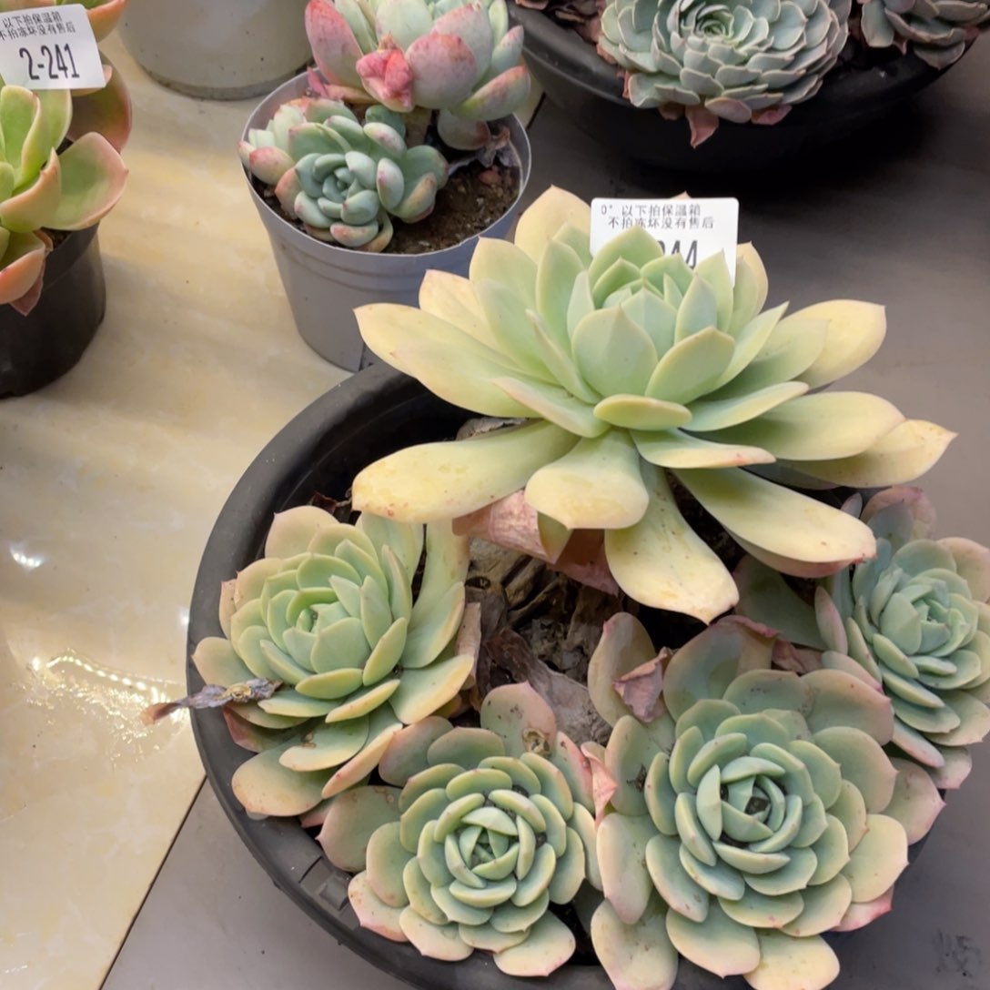 黑大帅多肉2.244恋曲