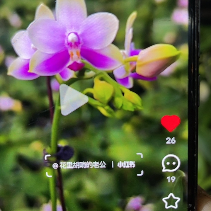 当前无花栽培后可以开花小香蝶