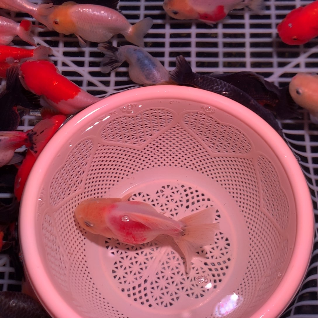 海水鱼开箱视频不包损