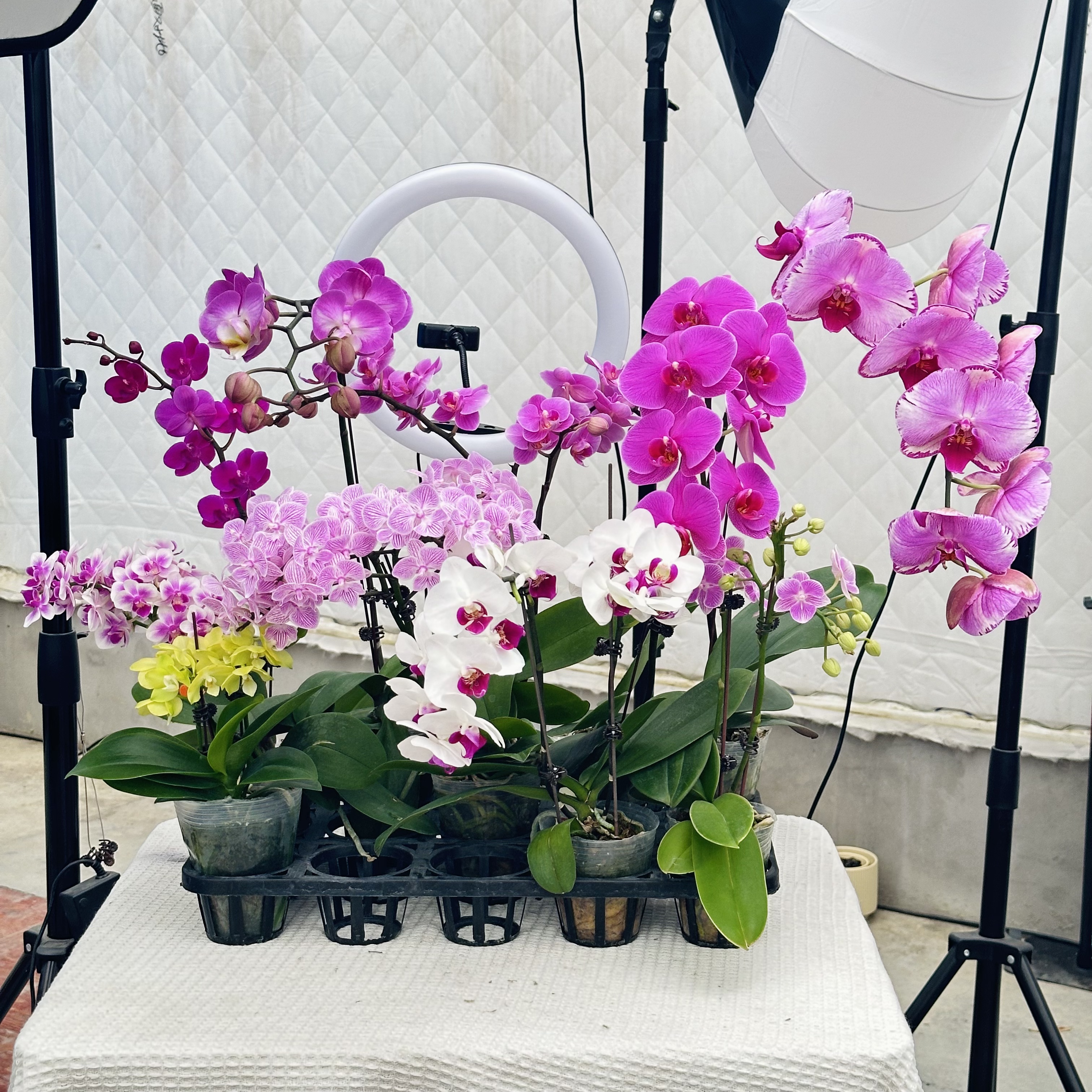 随机一颗精品蝴蝶兰（福袋专用）