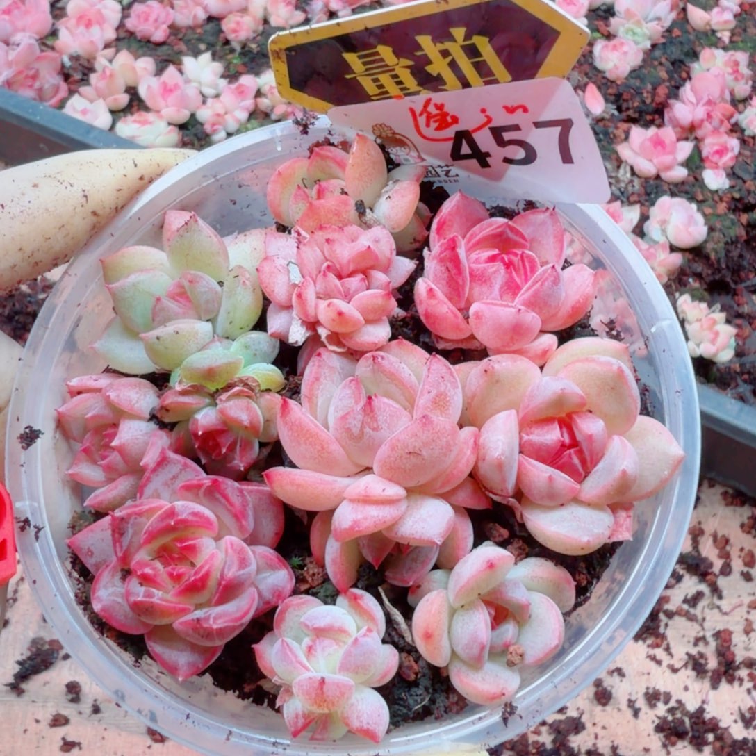 多肉植物多肉植物