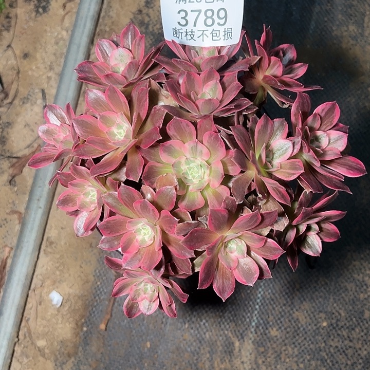 3789浣纱多肉植物