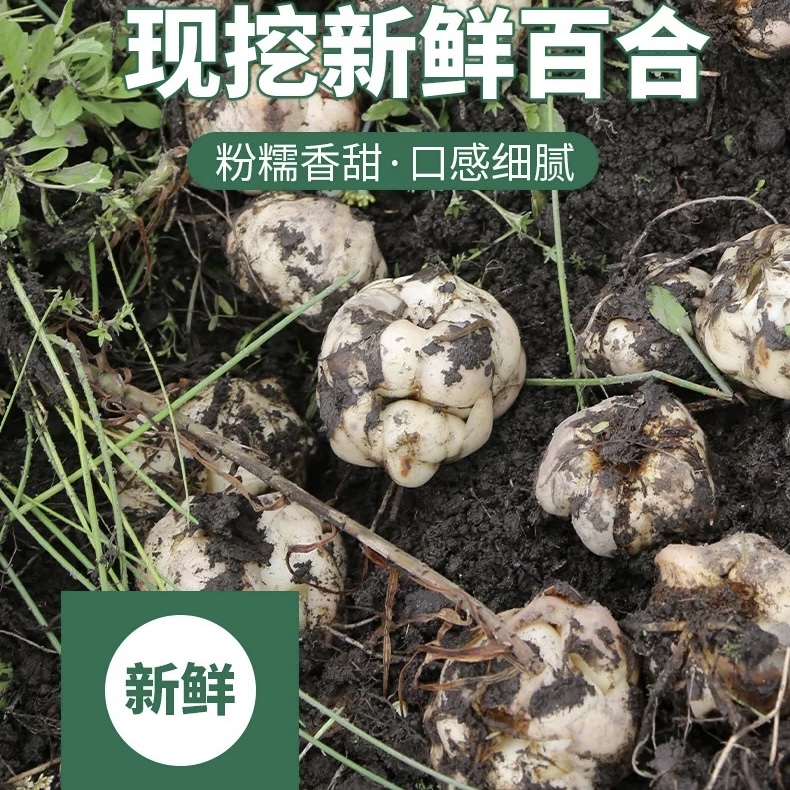 云南高山现挖百合软糯爽口新鲜蔬菜非卷丹龙牙兰州百合