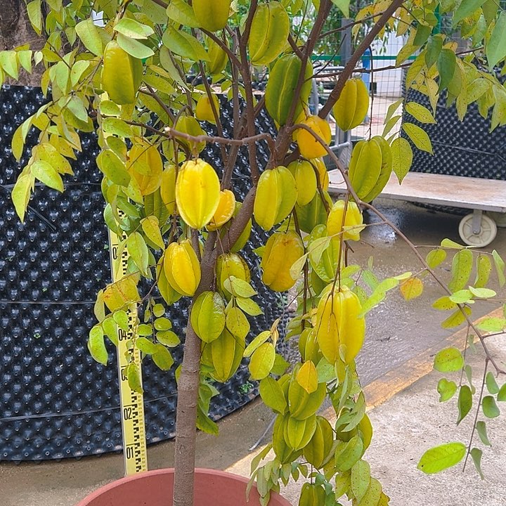 田***男完全开放果树88888