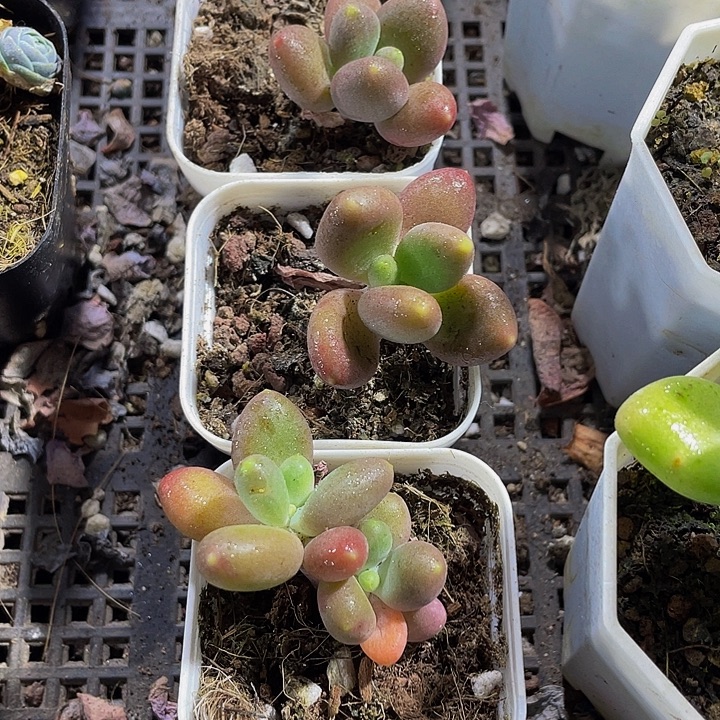 芒果奶带盆土发货