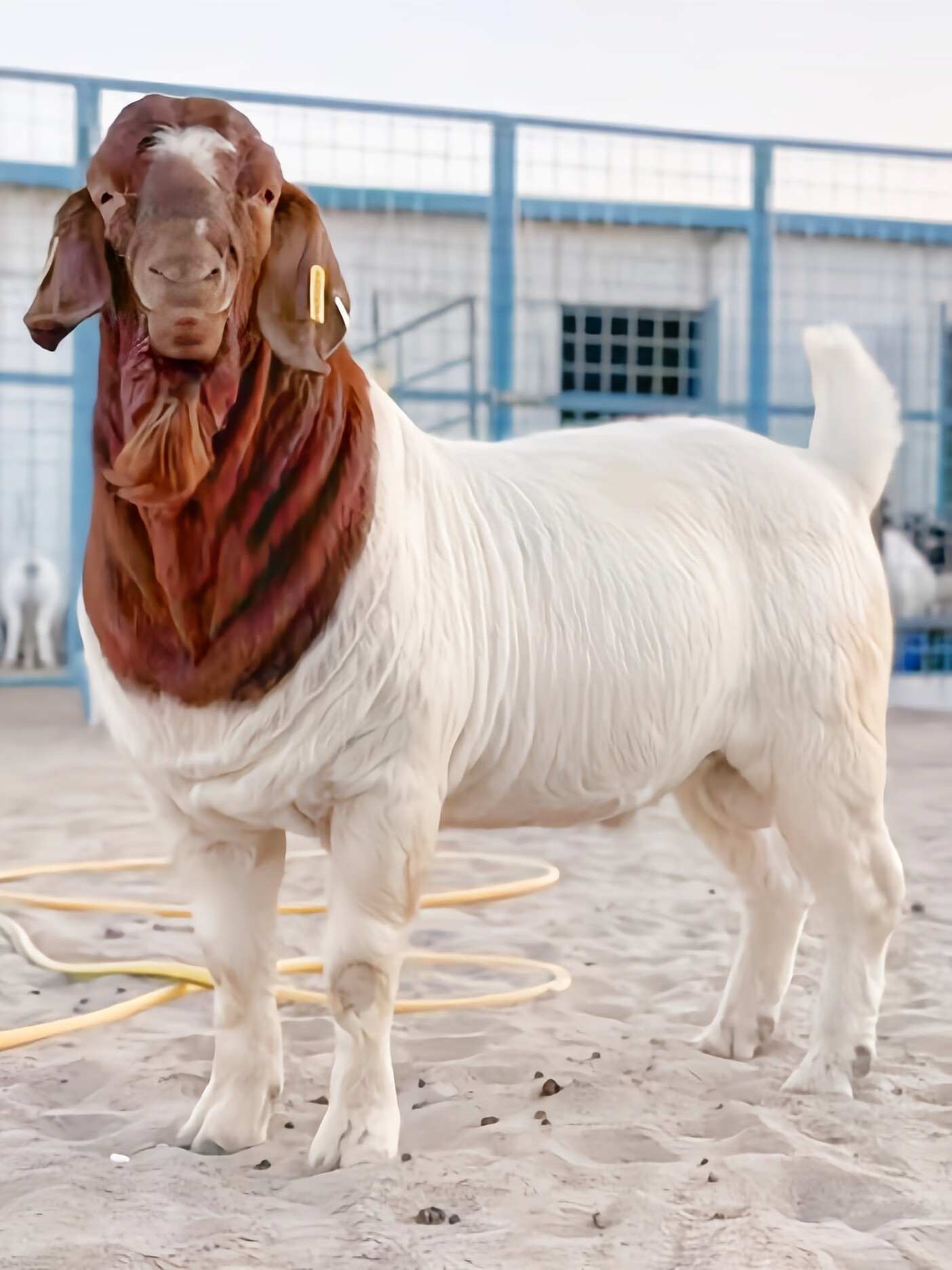 （波尔山羊纯天然养殖）波尔山羊6个月怀孕两个月母羊75斤左右