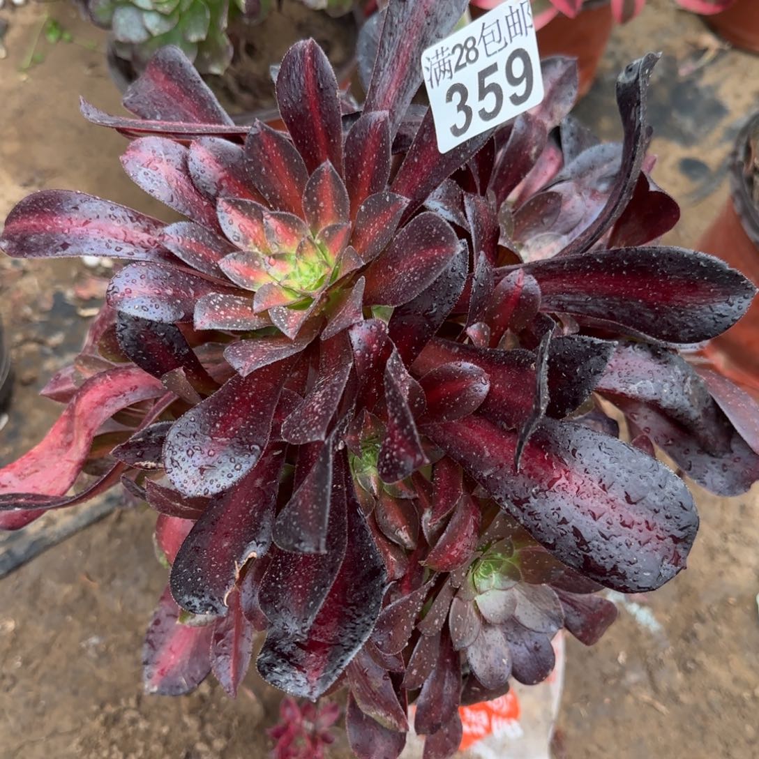 花纳多肉359满28包邮断枝不包瑕疵