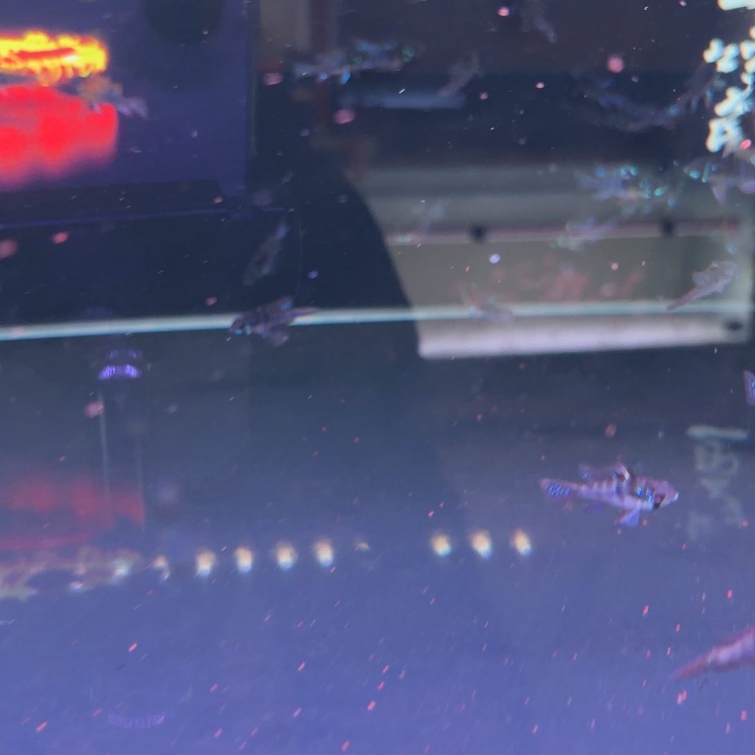 大***的皮瓦斯2条 主播发