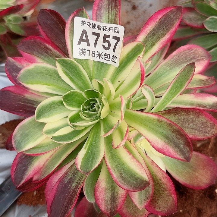 多肉 孔雀翎多肉法师植物