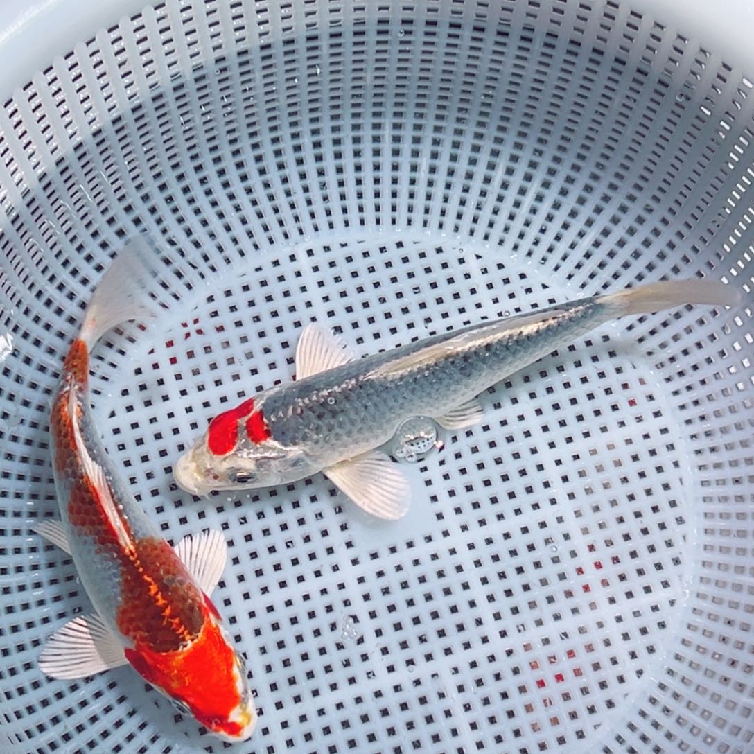 锦鲤锦鲤观赏鱼1111