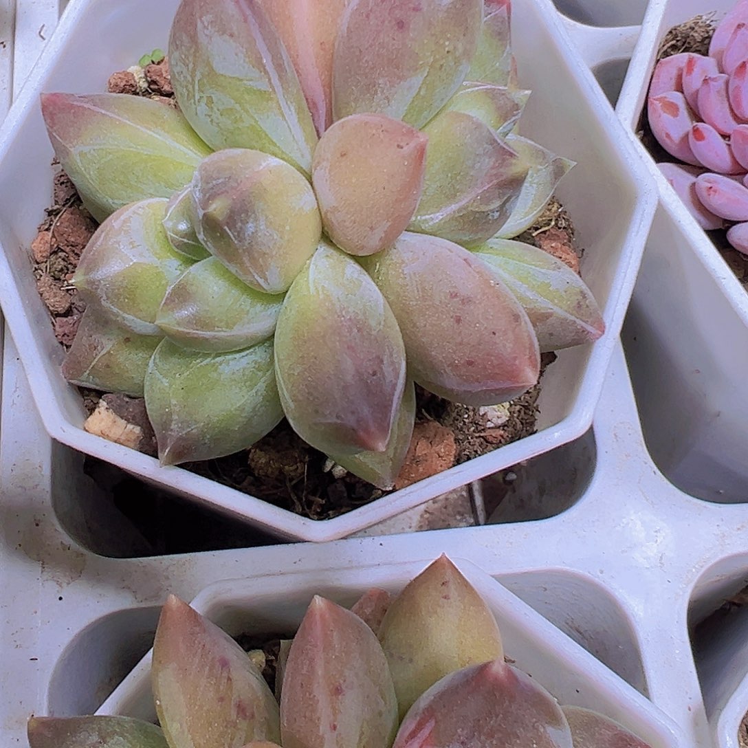 重楼19包邮多肉植物