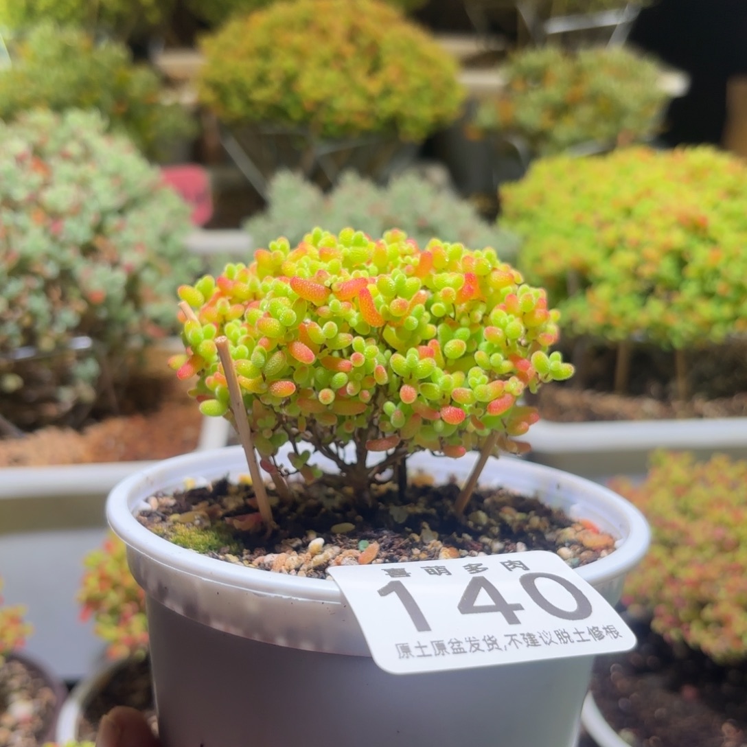 枝干番杏密橘糖球140