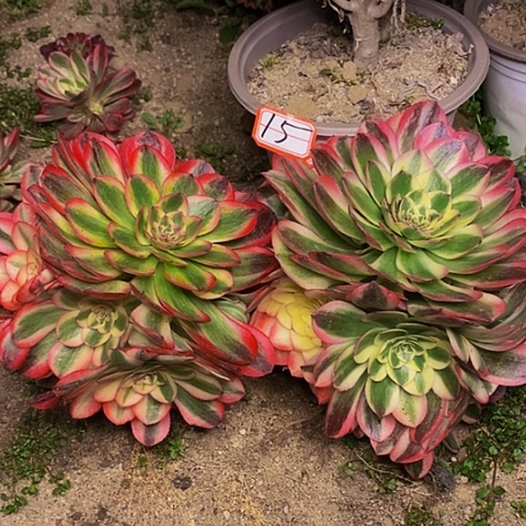 红荔枝加火龙果两棵15链接