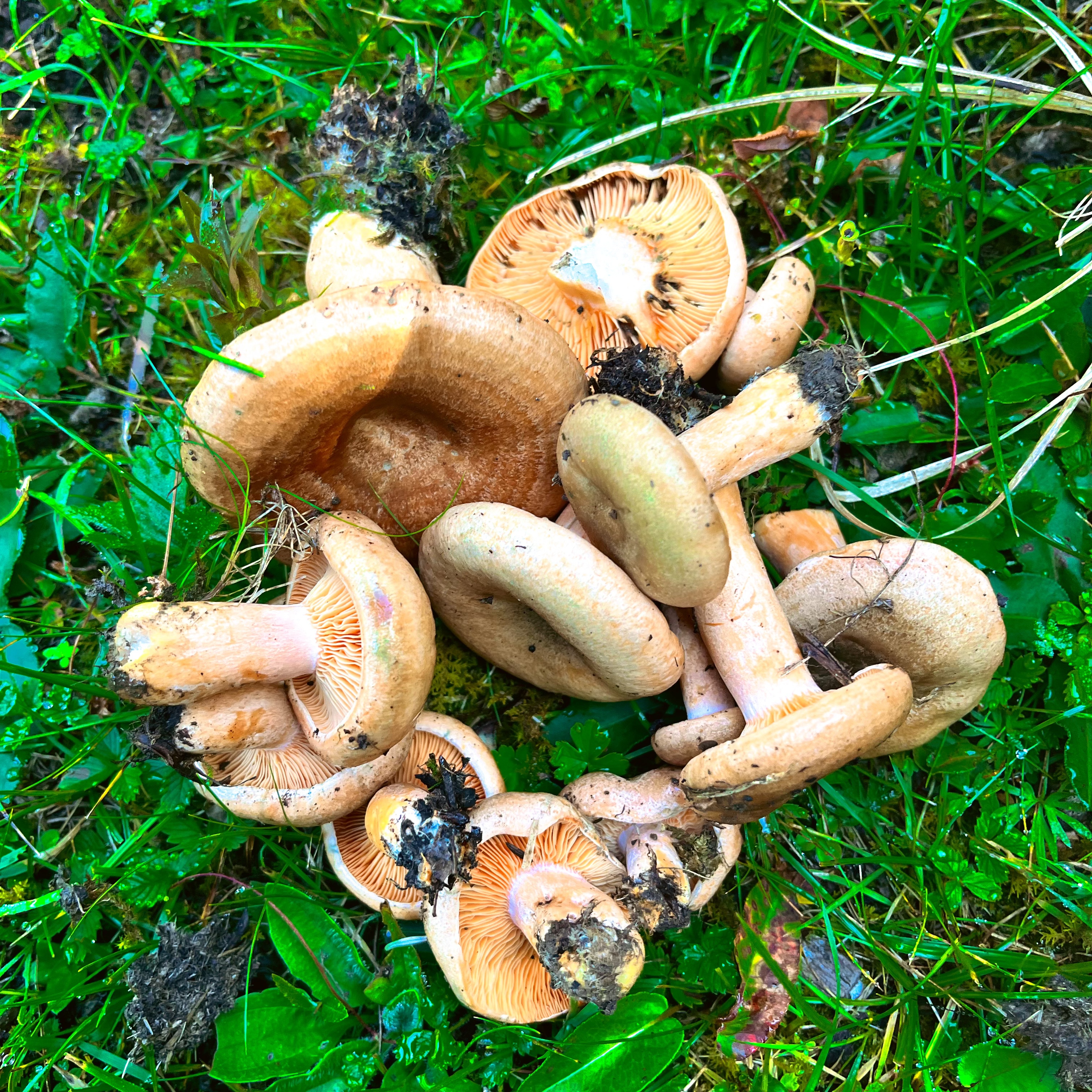 四川高原菌新鲜枞树菌