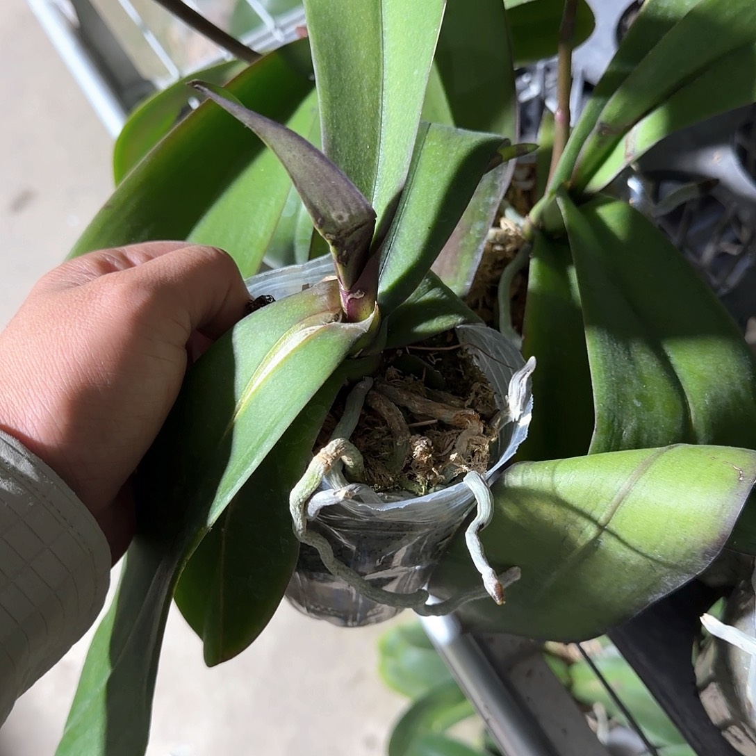 无花朵处理迷雾叶瑕