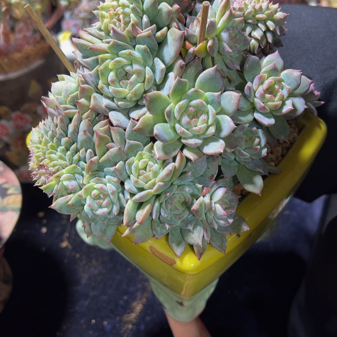 鸡油黄琥珀缀天天开心