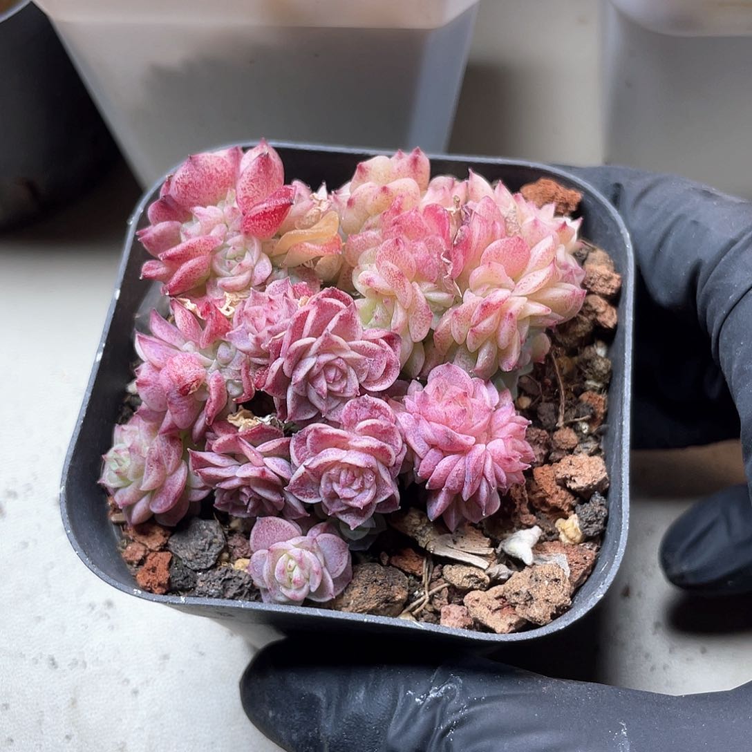 优选麦秆福利9280