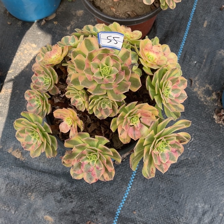 55雨荷多肉植物法师