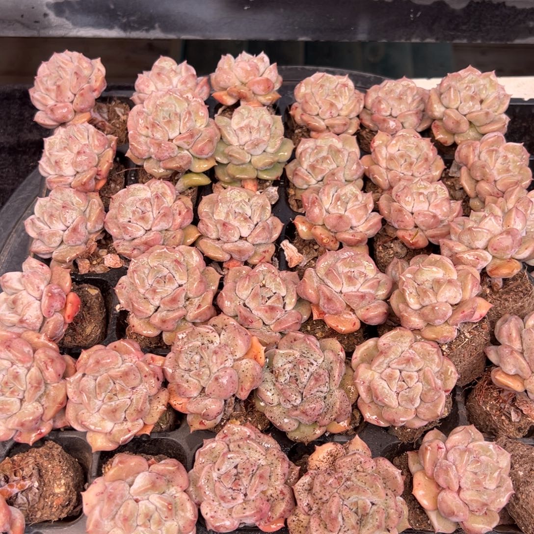 从前慢多肉精选编号1231.云瑶