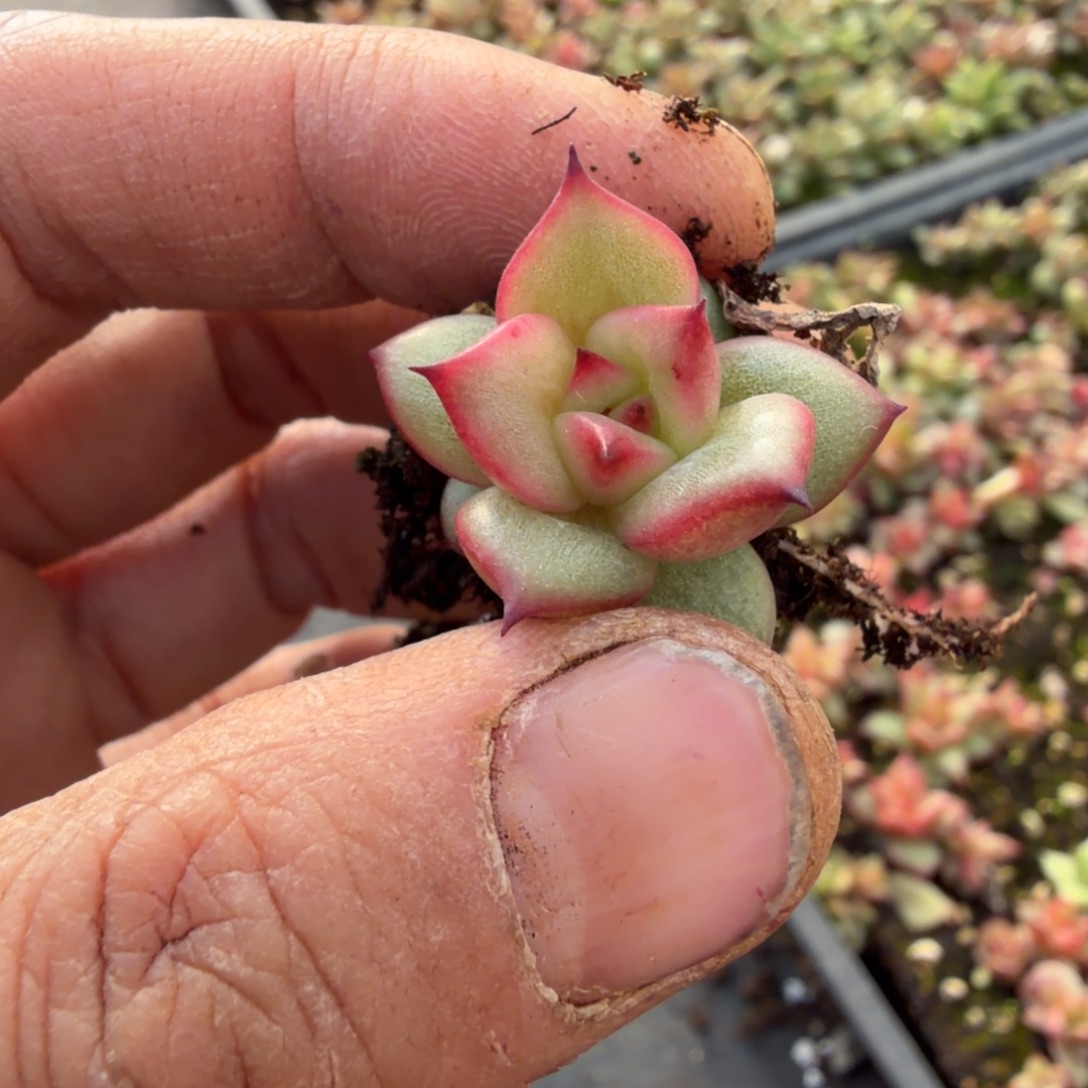 31-38红色凸起玛丽亚一颗量拍