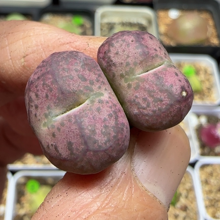 巨无霸杂交多肉植物