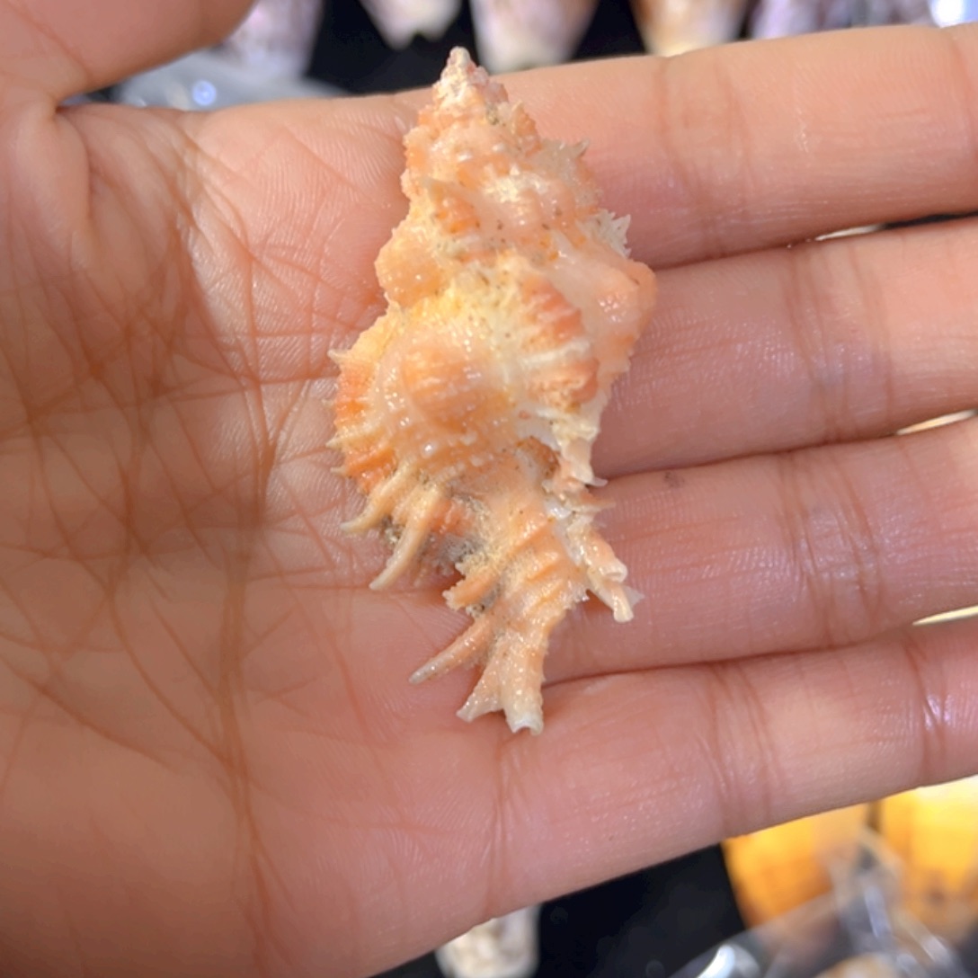 大理石磁石夏***?天然贝壳海螺 35➖多付15