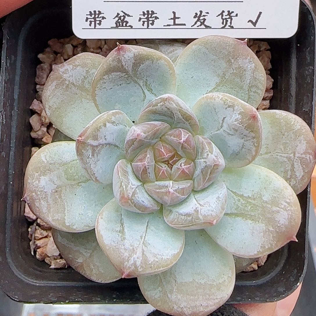 多肉0710-352糖心