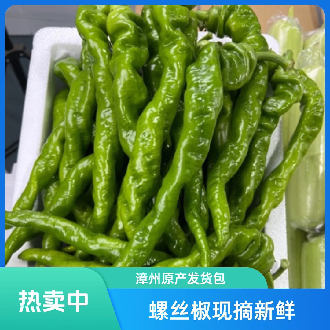 【顺丰次日达】螺丝椒 新鲜现采螺丝椒 福建漳州原产地 现采现发