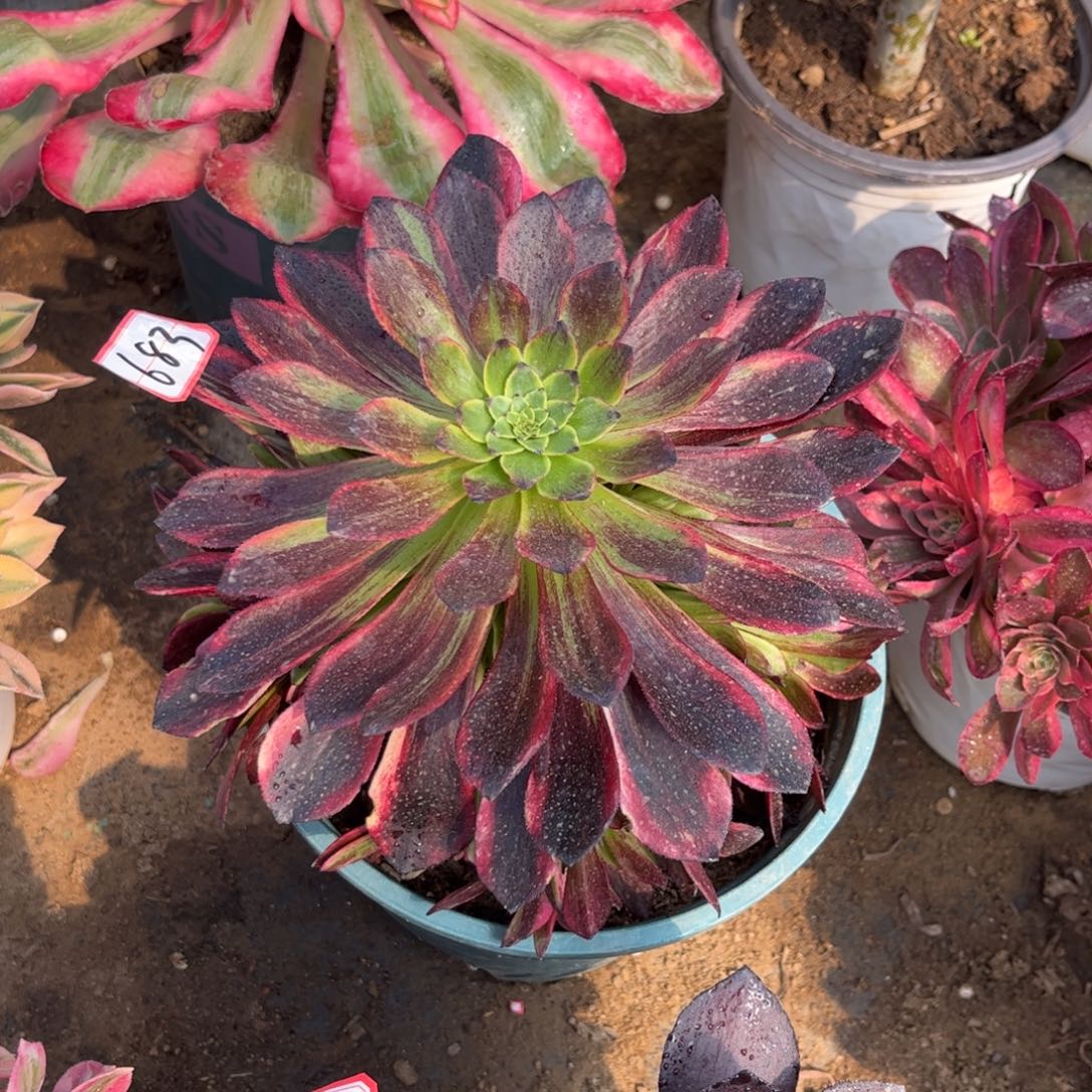 683多肉植物莫兰迪