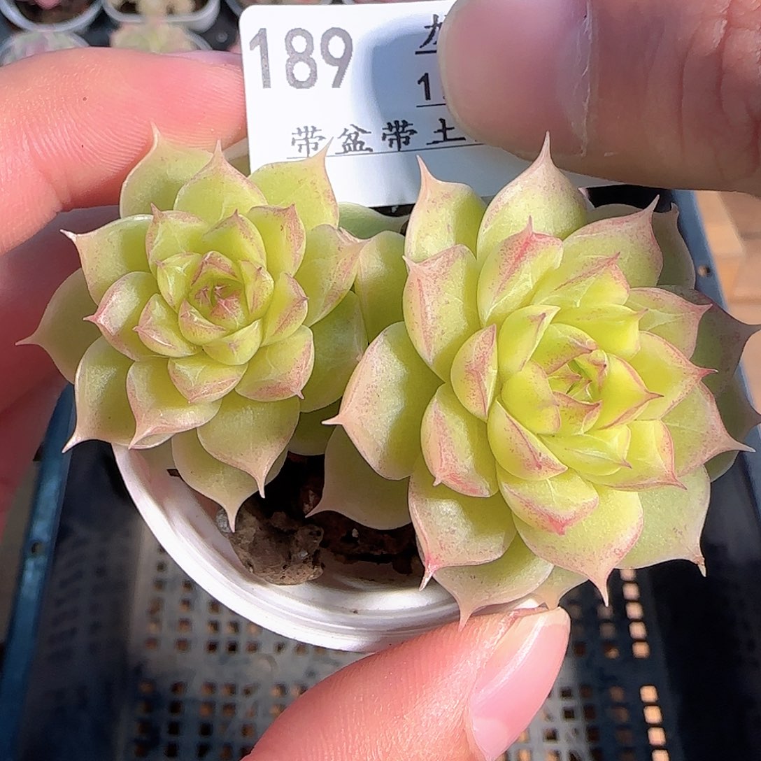 多肉1210-189女王玫瑰