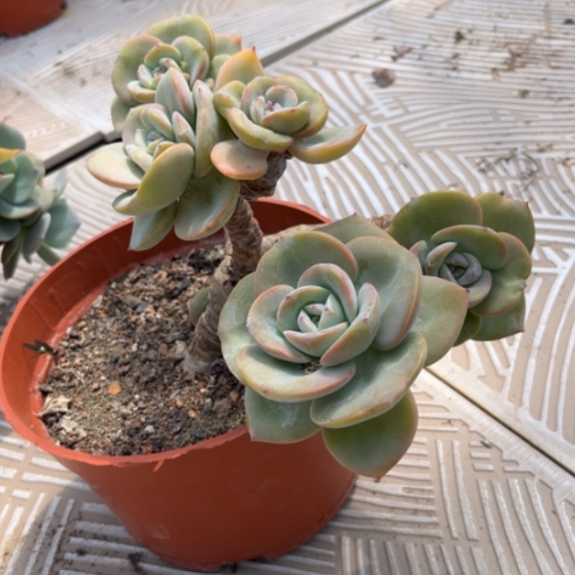 【闪购商品】心*?凤