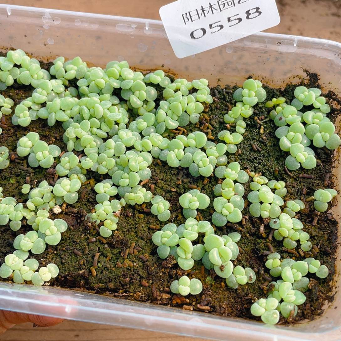 夜***玖多肉植物多肉植物558