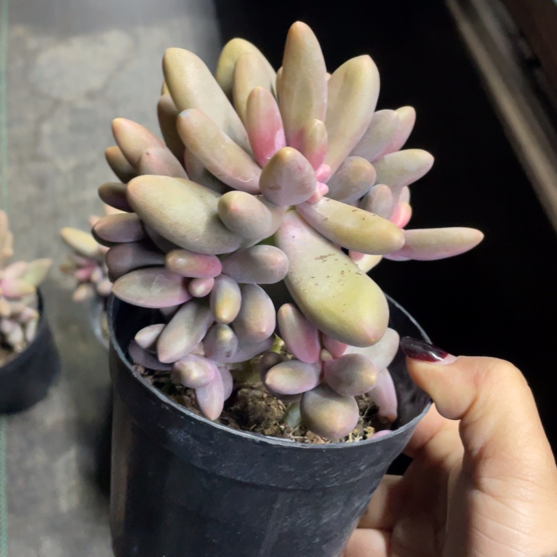 糖果美人群生九头一个38